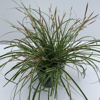 Carex Evercream