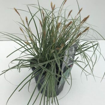 Carex Everest