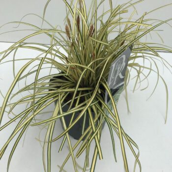 Carex Evergold