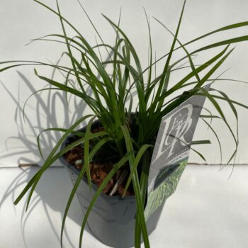 Carex Evergreen