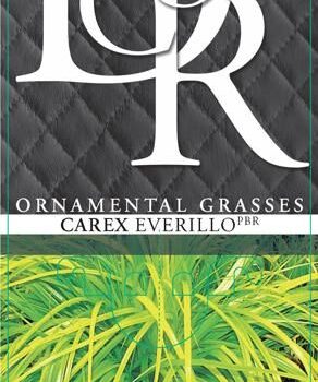 Carex Everillo
