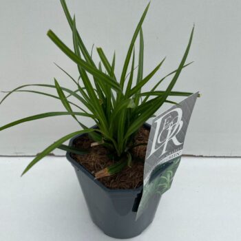 Carex irisch Green