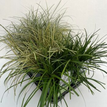 Carex mix