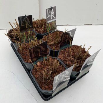 Panicum mix