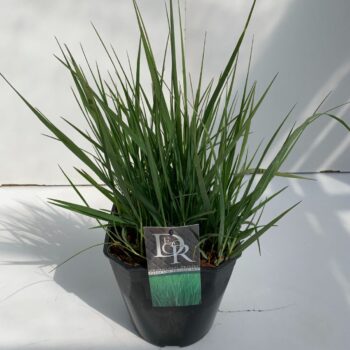 Panicum Prairy Sky