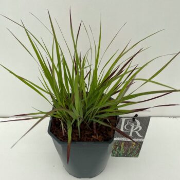 Panicum Sangria