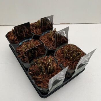 Pennisetum mix