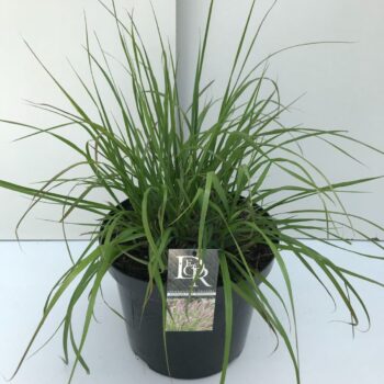 Pennisetum Red Head