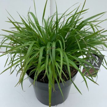 Pennisetum Viridescens