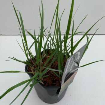 Calamagrostis Karl Foester