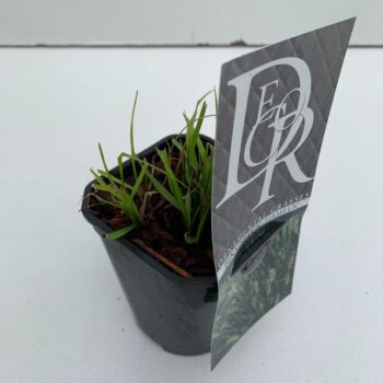 Pennisetum Hameln