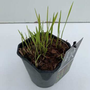 Panicum Sangria