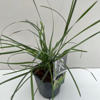 Sesleria Heufleriana