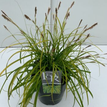 Carex Everillo