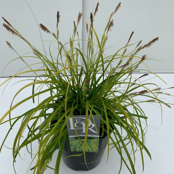 Carex Everillo