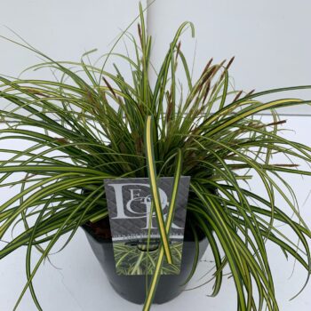 Carex Eversheen