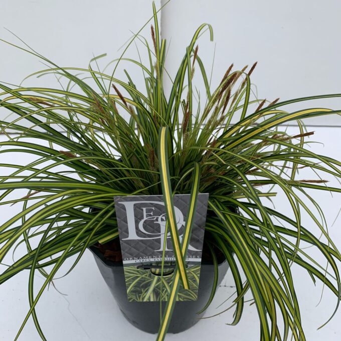 Carex Eversheen