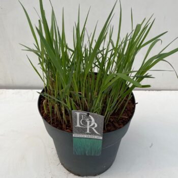 Panicum Prairy Sky