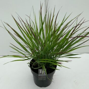 Panicum Squaw