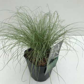Carex Frosted Curls