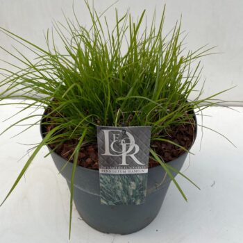 Pennisetum Hameln