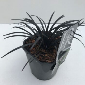 Ophiopogon Niger