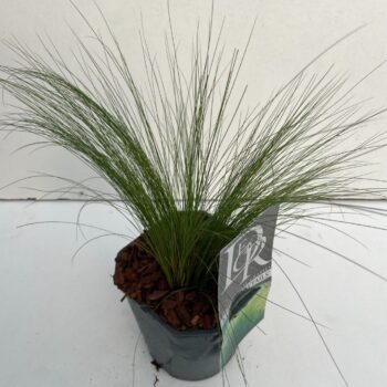 Stipa Ponytails