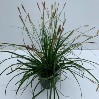 Carex Everlime