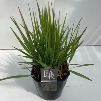 Panicum Squaw