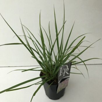 Pennisetum Red Head