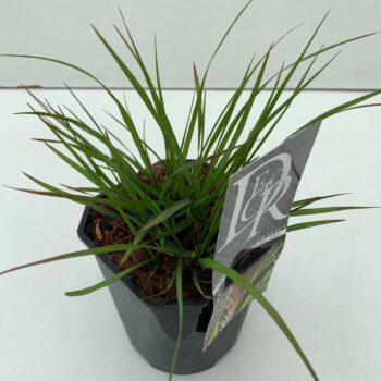 Pennisetum Viridescens