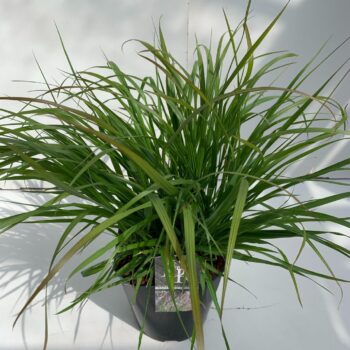 Pennisetum Red Head