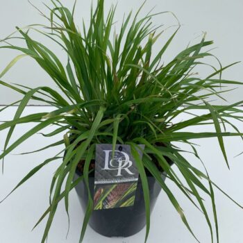 Pennisetum Viridescens