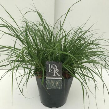 Pennisetum Hameln
