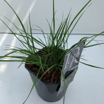 Pennisetum Hameln