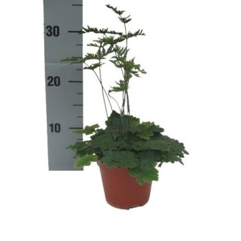 Doryopteris Cordata