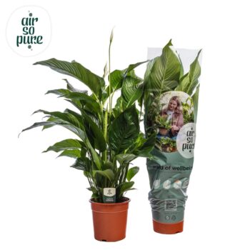 Spathiphyllum Sweet Silvana