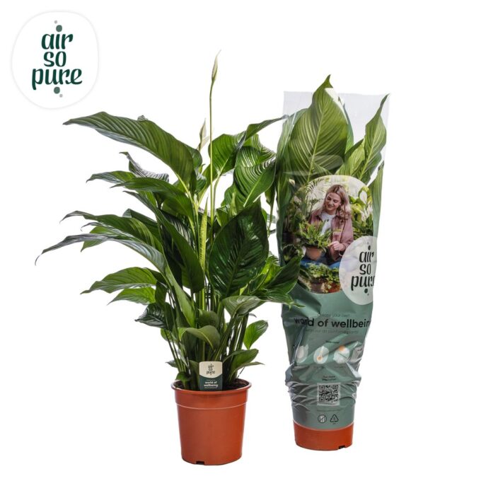 Spathiphyllum Sweet Silvana