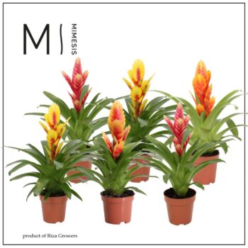 Mimesis Vriesea Cupcake - 12 cm