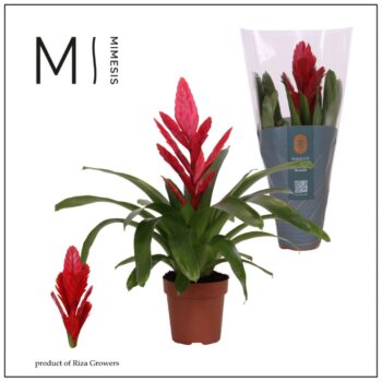 Mimesis Vriesea Intenso Red - 12 cm