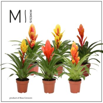 Mimesis Vriesea Modern - 12 cm