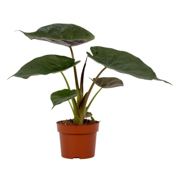 Alocasia Wentii 12cm