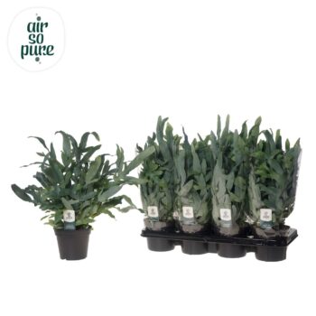 Phlebodium 'Blue Fern' - Air So Pure