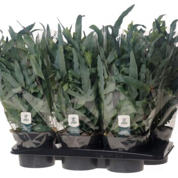 Phlebodium 'Blue Fern' - Air So Pure