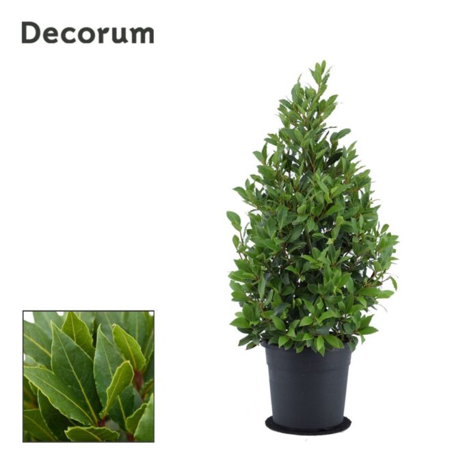 Laurus nobilis