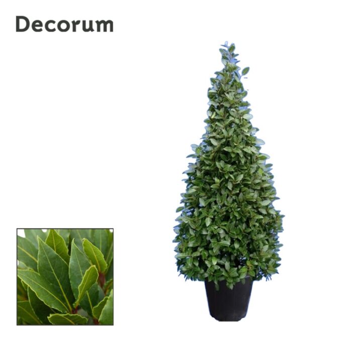 Laurus nobilis