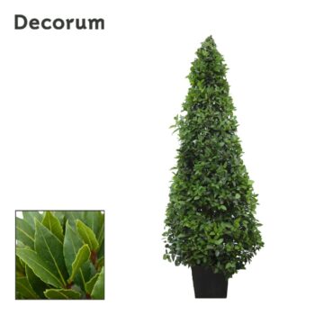 Laurus nobilis