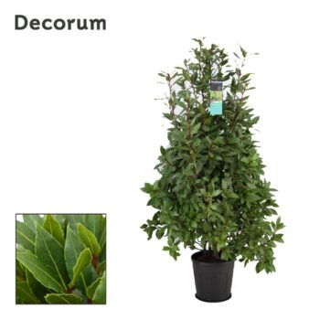 Laurus nobilis