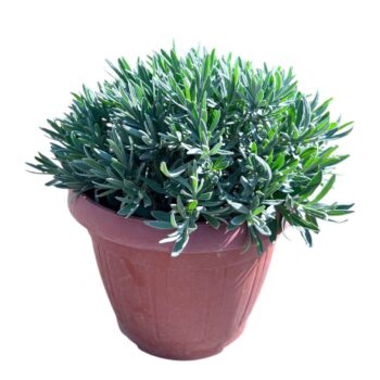 Lavandula Angustifolia