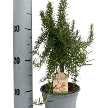 Rosmarinus prostratus "OP STAM"